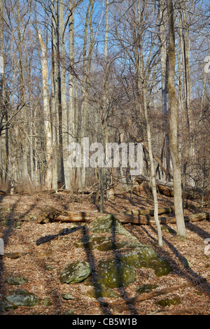 À l'ouest à travers les arbres, Catoctin Mountain Park, Maryland. Banque D'Images