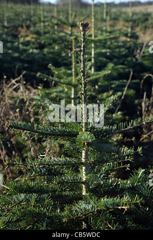 Plantation Christmas Tree Farm, Suffolk, UK Banque D'Images