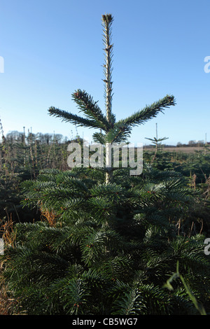 Plantation Christmas Tree Farm, Suffolk, UK Banque D'Images