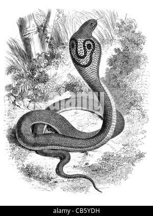 Di Cobra Capello Serpent serpent venimeux serpents venin animal sauvage faune nature relation prédateur-proie Banque D'Images