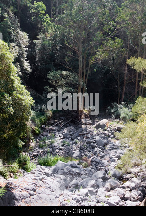 Lit de rivière à sec en Corredor Verde da Ribeira de Joao Gomes sur marche de Monte à Curral dos Romeiros, près de Funchal, Madère Banque D'Images