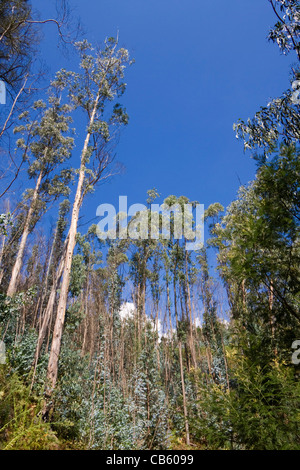 De grands arbres et ciel bleu sur marche de Monte à Curral dos Romeiros, près de Funchal, Madère Banque D'Images