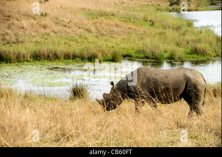 Le rhinocéros noir en quête de nourriture à l'Imire Safari Ranch, Zimbabwe. Banque D'Images