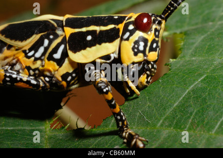 Sauterelle panachée (Zonocerus variegatus : Acrididae) Dernier stade nymphe mangeant une feuille, le Cameroun. Banque D'Images