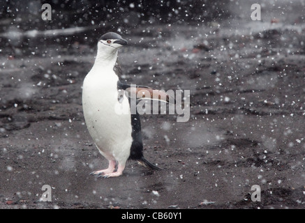 Manchot à Jugulaire (Pygoscelis antarctica), l'Île Déception, Shetland du Sud Banque D'Images