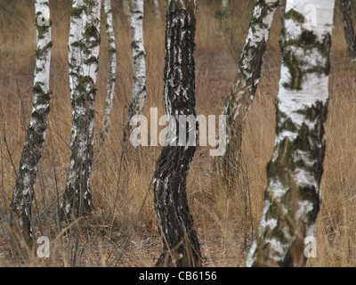 Dans le birchs highmoor, hill moor, soulevé continental / sac Arracher Hochmoor / forêt de Bavière, Bavière, Allemagne Banque D'Images