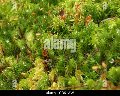 La mousse de tourbe de sphaigne / et / mousse Polytric Polytrichum formosum / Torfmoos Frauenhaarmoos Schönes und Schönes / Widertonmoos Banque D'Images