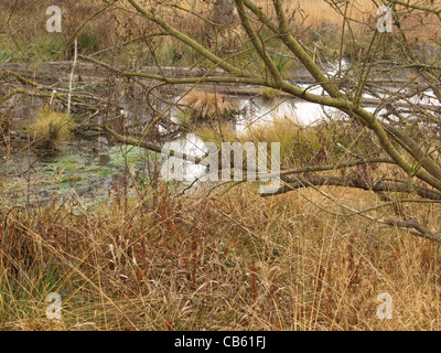 Highmoor, hill moor, soulevé continental / sac Arracher Hochmoor / forêt de Bavière, Bavière, Allemagne Banque D'Images