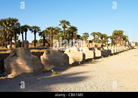 Rangée de Sphinx statues bordant la route dans le temple de Louxor, anciennement Thèbes, en Egypte Banque D'Images