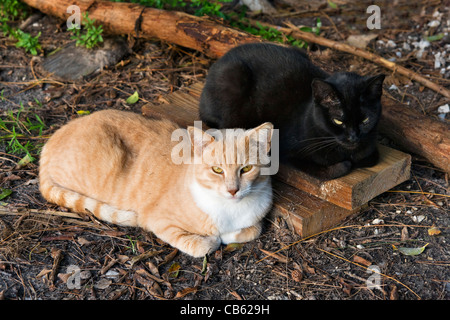 Deux chats se trouvant dans les bois à Jimbo's Place, Virginia Key, Miami, Floride, USA Banque D'Images