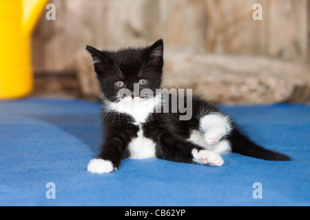 Chaton, allongé sur la moquette bleue, Basse-Saxe, Allemagne Banque D'Images