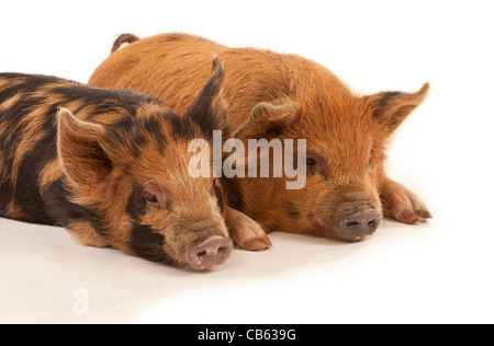 Deux porcelets Kune Kune couché sur un fond blanc Banque D'Images