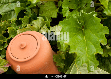 Un pot en terre cuite de forcer la rhubarbe dans un patch de rhubarbe Banque D'Images