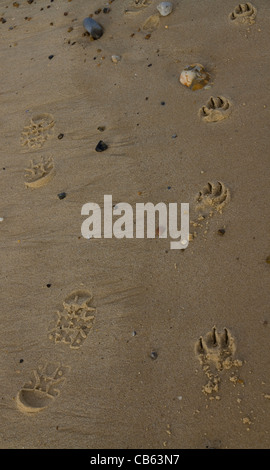 Des empreintes de pas d'un homme et son chien dans le sable d'une plage Banque D'Images