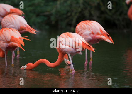 Caraïbes, Rosy, Américains ou Flamant rose (Phoenicopterus ruber ruber). L'alimentation du filtre à partir de la surface de l'eau. Banque D'Images