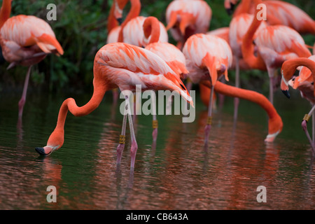 Caraïbes, Rosy, américains ou plus de flamants roses (Phoenicopterus ruber ruber). L'alimentation du filtre à partir de la surface de l'eau. Banque D'Images