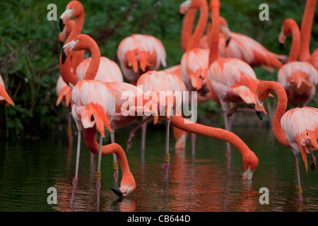 Caraïbes, Rosy, américains ou plus de flamants roses (Phoenicopterus ruber ruber). L'alimentation du filtre à partir de la surface de l'eau. Banque D'Images