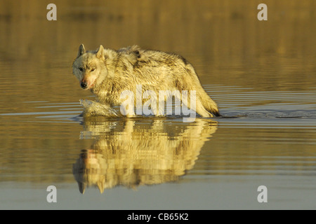 Loup gris marcher dans une rivière au coucher du soleil Banque D'Images