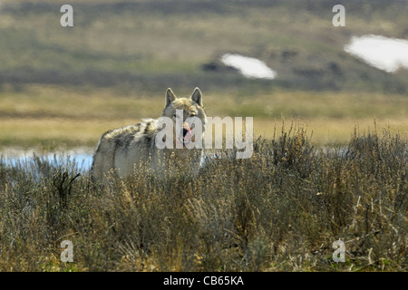 Loup gris les yeux dans l'appareil photo Banque D'Images