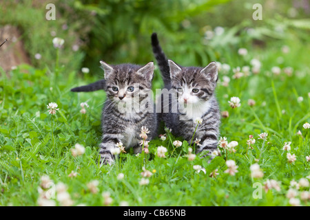 Chaton, marchant à travers deux jardin pelouse, Basse-Saxe, Allemagne Banque D'Images