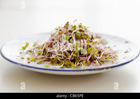 Simple salade de radis Rose de Chine a fait germer, habillé avec de la sauce soja et le vinaigre de riz. Banque D'Images