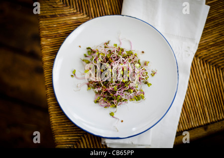 Simple salade de radis Rose de Chine a fait germer, habillé avec de la sauce soja et le vinaigre de riz. Banque D'Images