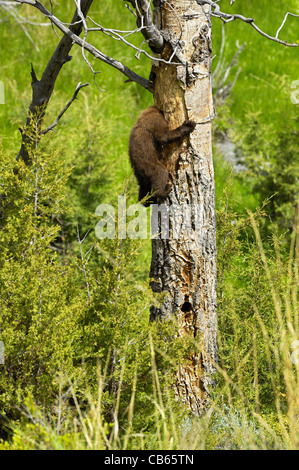 L'ours noir de couleur cannelle cub coller sa tête dans la cavité de nidification (les pics flamboyants). Banque D'Images