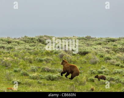 L'ours noir de couleur cannelle mère courir avec son petit. Banque D'Images