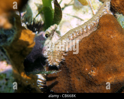 Tordeuse des canneberges, barbu Hermodice carunculata, dans un récif de corail, des Caraïbes, le Costa Rica Banque D'Images