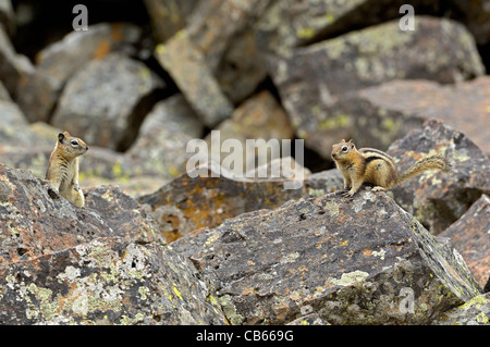 Les Spermophiles à mante dorée dans rocky mountain landscape. Banque D'Images