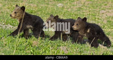 Les trois petits ours Banque D'Images