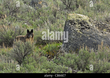 Loup noir dans l'environnement Banque D'Images