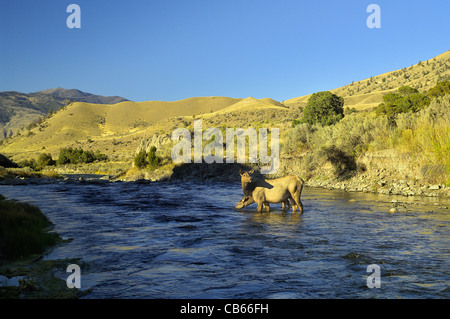 Mère Elk avec bébé à boire au Gardiner River in Yellowstone National Park. Banque D'Images