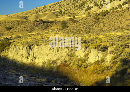Un Bull Elk le long d'une falaise et le Gardiner River avec le soleil dans le Parc National de Yellowstone. Banque D'Images