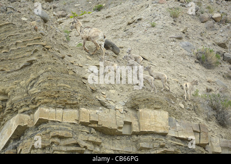 Le mouflon d'agneaux bébé mère menant sur une haute montagne, dans les Montagnes Rocheuses. Banque D'Images