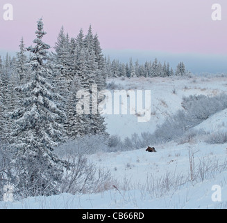 Lueur rose du coucher du soleil sur un paysage de l'Alaska en hiver avec de grands sapins et un coin couchage moose. Banque D'Images