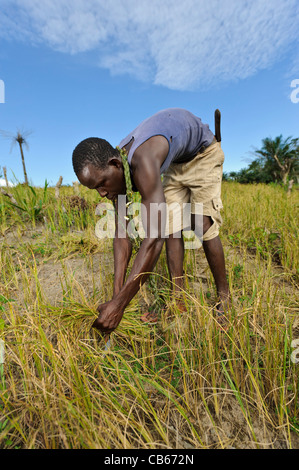 La récolte d'un agriculteur, de riz Nerica, Newton, Freetown, Sierra Leone. Banque D'Images