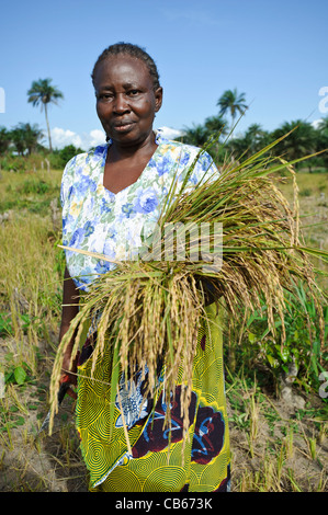 La récolte d'un agriculteur, de riz Nerica, Newton, Freetown, Sierra Leone. Banque D'Images