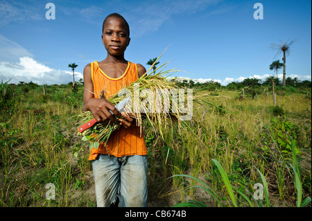 La récolte d'un agriculteur, de riz Nerica, Newton, Freetown, Sierra Leone. Banque D'Images