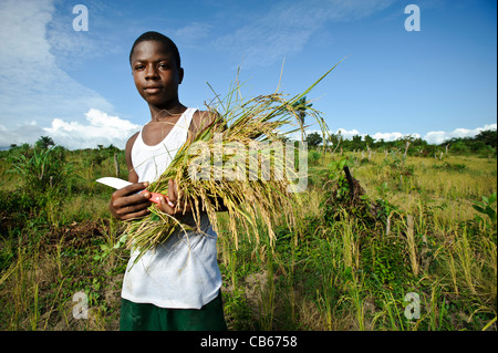 La récolte d'un agriculteur, de riz Nerica, Newton, Freetown, Sierra Leone. Banque D'Images