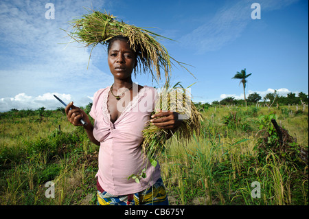 La récolte d'un agriculteur, de riz Nerica, Newton, Freetown, Sierra Leone. Banque D'Images