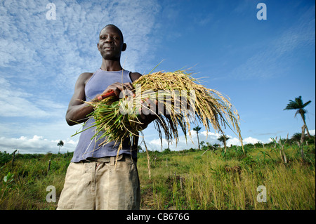 La récolte d'un agriculteur, de riz Nerica, Newton, Freetown, Sierra Leone. Banque D'Images