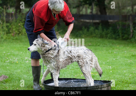Husky de Sibérie, 'Wolf' domestiquées, Canis lupus familiaris. Étant soumis à un lavage et baignoire, après le laminage dans le fumier ! Banque D'Images