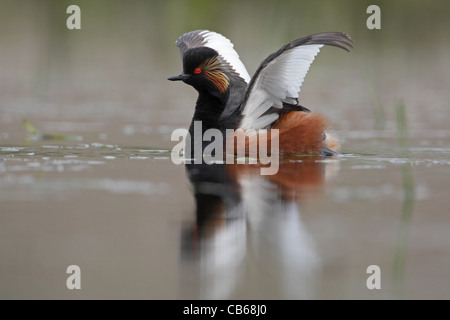 Grèbe à cou noir en plumage d'été (Podiceps nigricollis, Schwarzhalstaucher) avec les ailes ouvertes, Podicipedidae, Bulgarie Banque D'Images