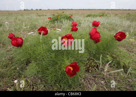 Fernlief la pivoine (rare en Bulgarie), Paeonia tenuifolia (vivaces), cap Kaliakra, Bulgarie Banque D'Images