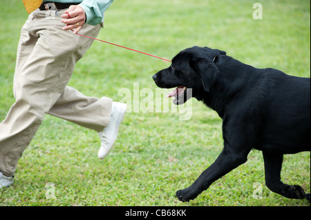 En jouant avec son maître chien Labrador sur la pelouse Banque D'Images