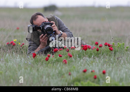 Un photographe de la faune et de floraison (fernpeony Paeonia tenuifolia), rare en Bulgarie Banque D'Images
