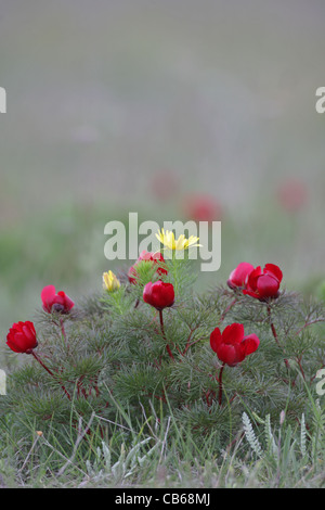 Fernlief la pivoine (rare en Bulgarie),Paeonia tenuifolia et Pheasant's eye (Adonis vernalis), cap Kaliakra, Bulgarie Banque D'Images