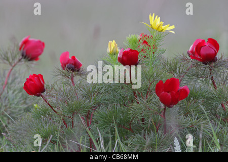 Fernlief la pivoine (rare en Bulgarie),Paeonia tenuifolia et Pheasant's eye (Adonis vernalis), cap Kaliakra, Bulgarie Banque D'Images