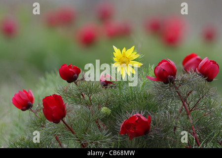 Fernlief la pivoine (rare en Bulgarie),Paeonia tenuifolia et Pheasant's eye (Adonis vernalis), cap Kaliakra, Bulgarie Banque D'Images